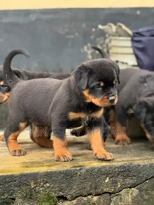 1-3 months Male Purebred Rottweiler