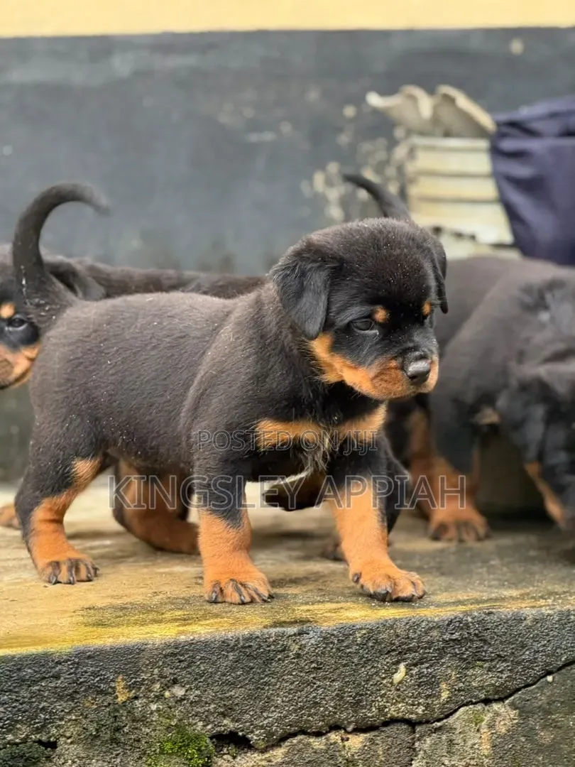 1-3 months Male Purebred Rottweiler