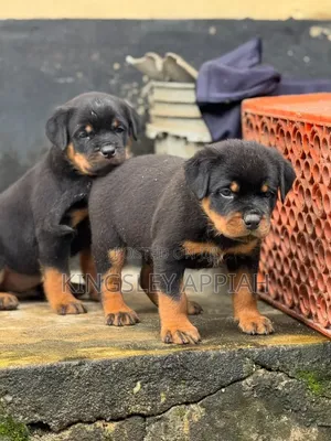 1-3 months Male Purebred Rottweiler