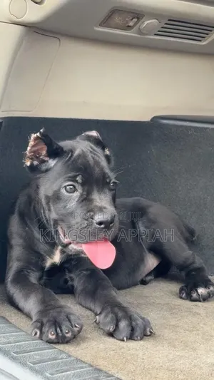 1-3 months Male Purebred Cane Corso