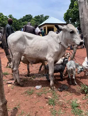 Healthy Animal Seller