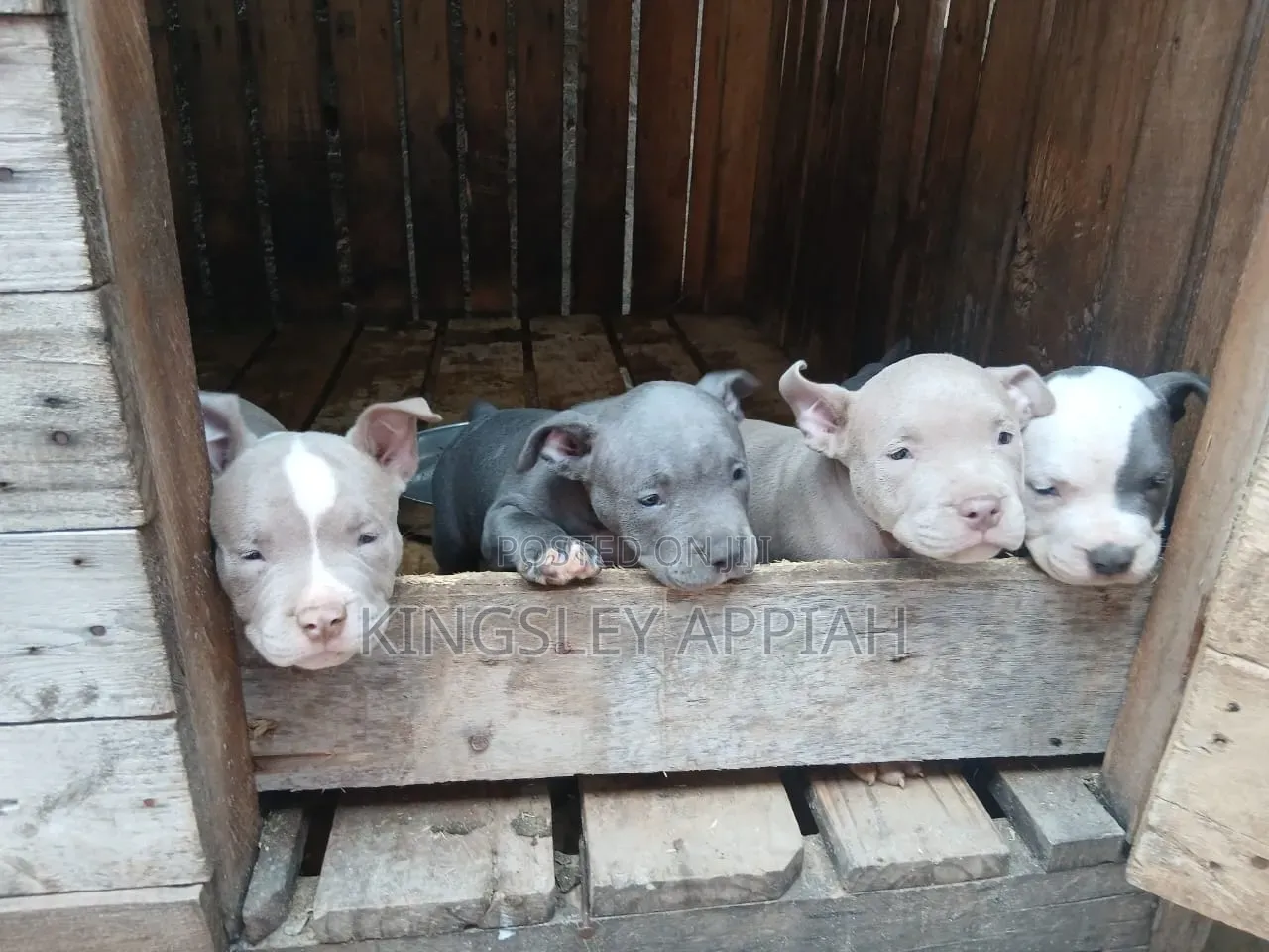 1-3 months Male Purebred American Pit Bull Terrier