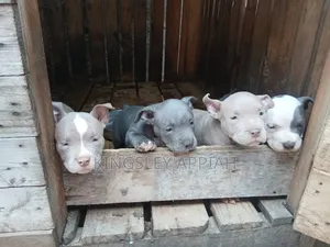 1-3 months Male Purebred American Pit Bull Terrier