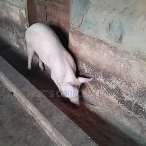 Pigs for Sale