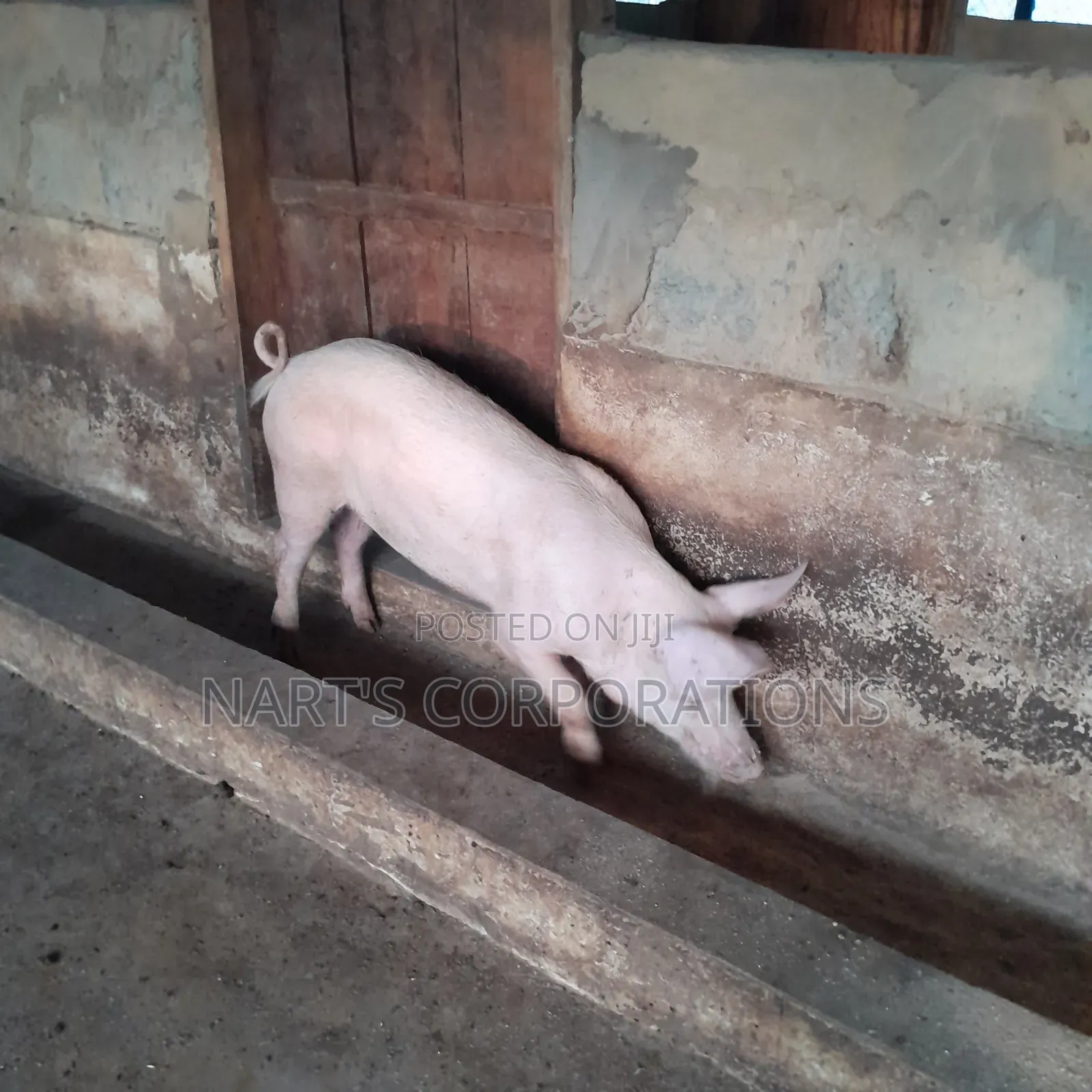 Pigs for Sale