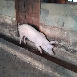 Pigs for Sale