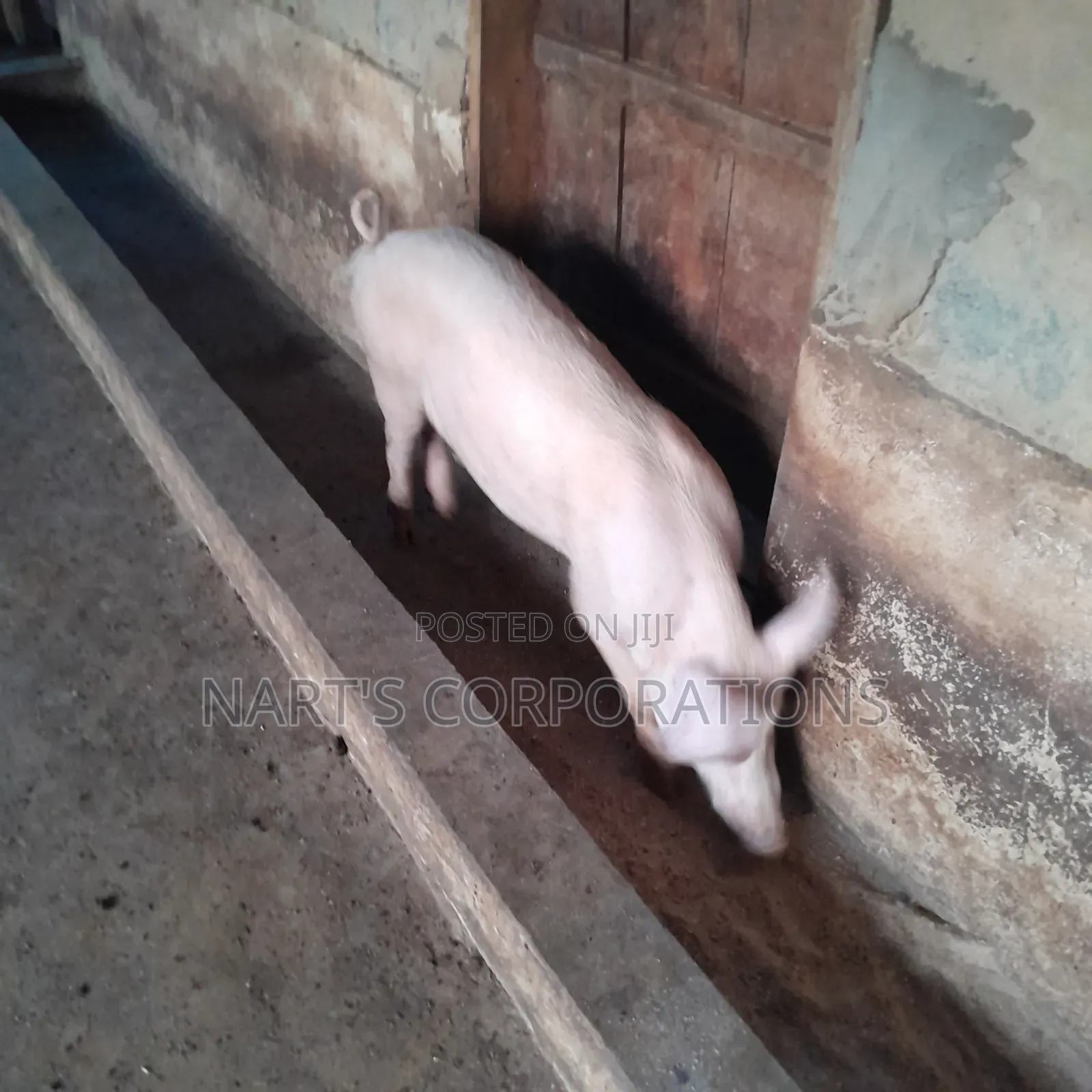 Pigs for Sale