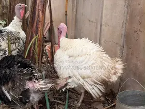 Foreign Turkeys for Meat BBW BBB