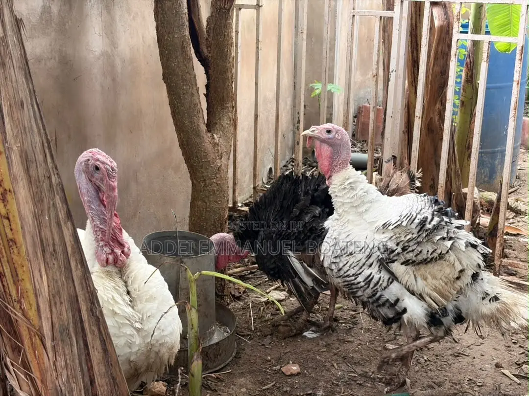 Foreign Turkeys for Meat BBW BBB