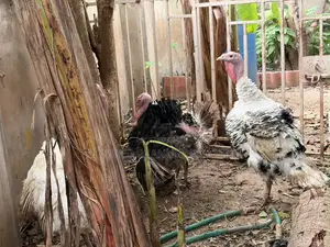 Foreign Turkeys for Meat BBW BBB