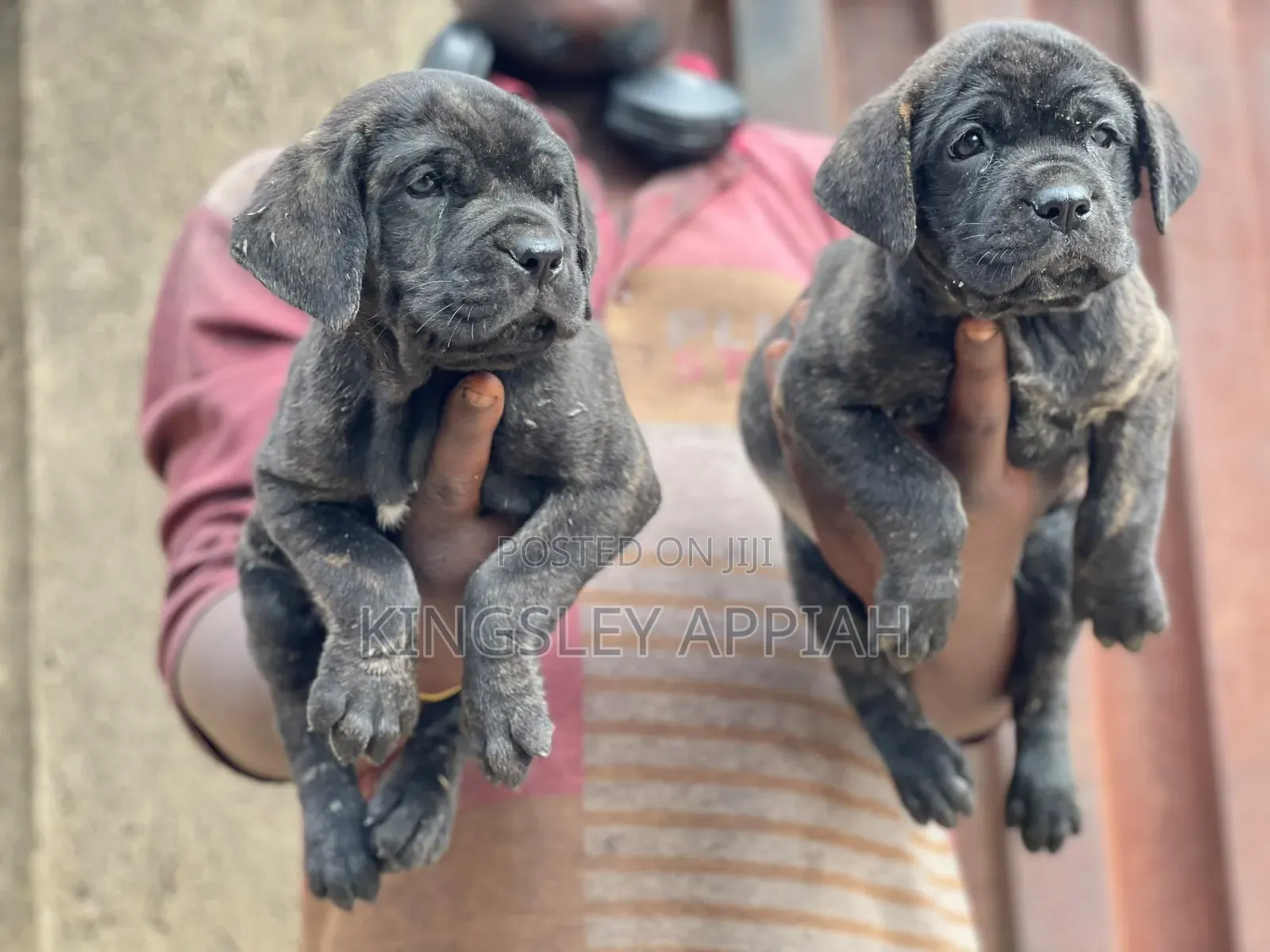 1-3 months Male Purebred Boerboel