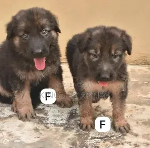 1-3 months Male Purebred German Shepherd