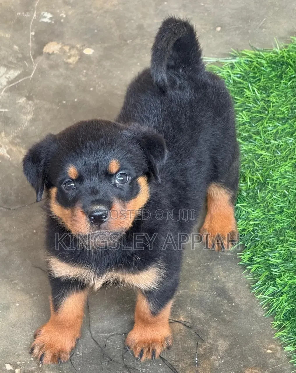 1-3 months Male Purebred Rottweiler