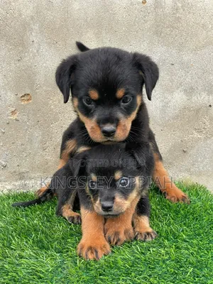 1-3 months Male Purebred Rottweiler