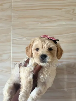 1-3 months Female Purebred Poodle