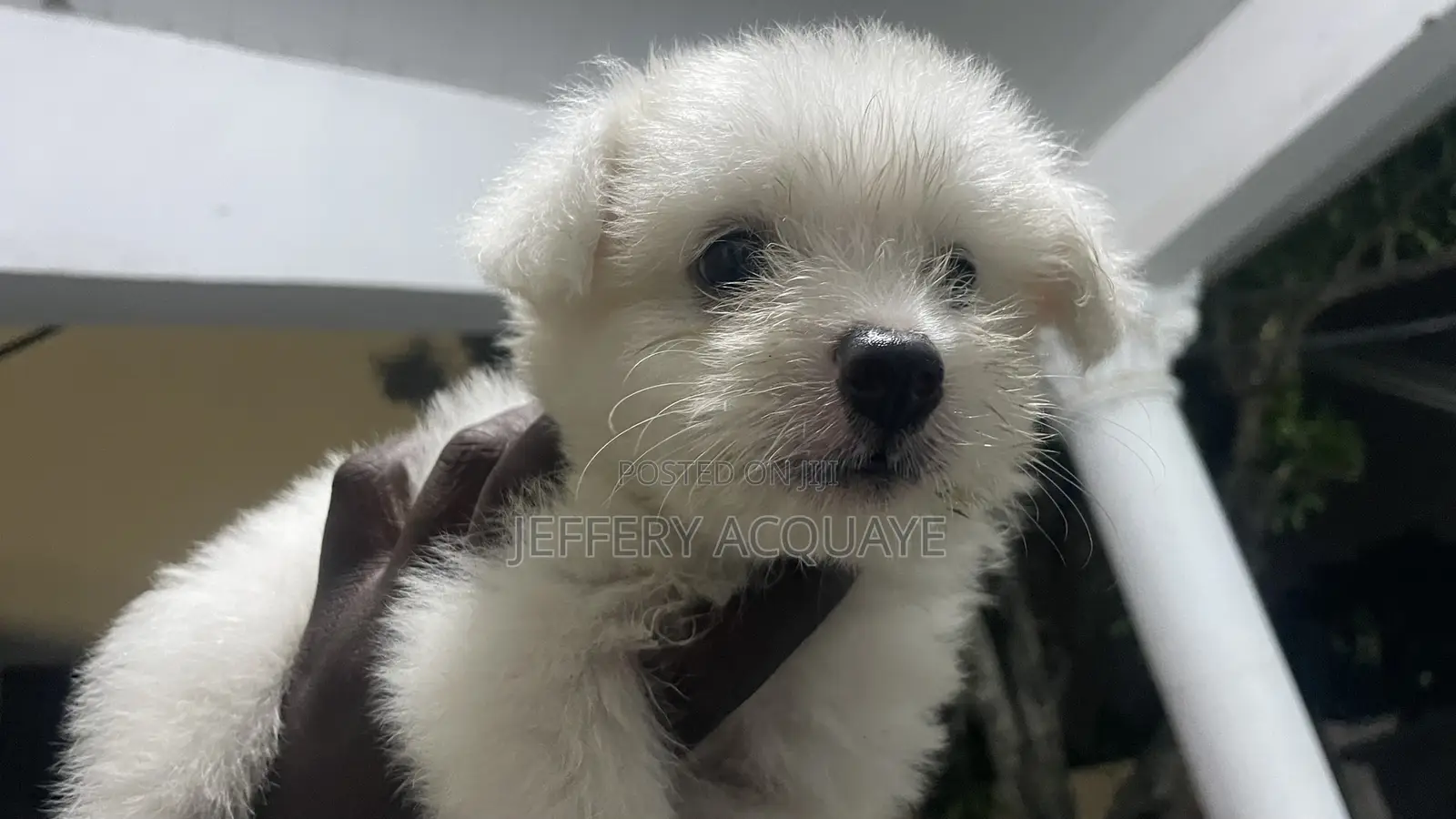 1-3 months Male Purebred American Eskimo