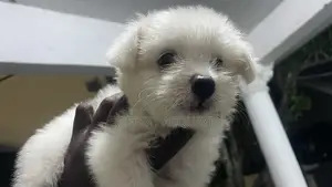 1-3 months Male Purebred American Eskimo