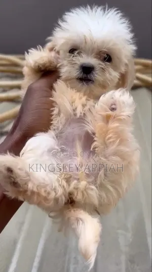 1-3 months Female Purebred Poodle