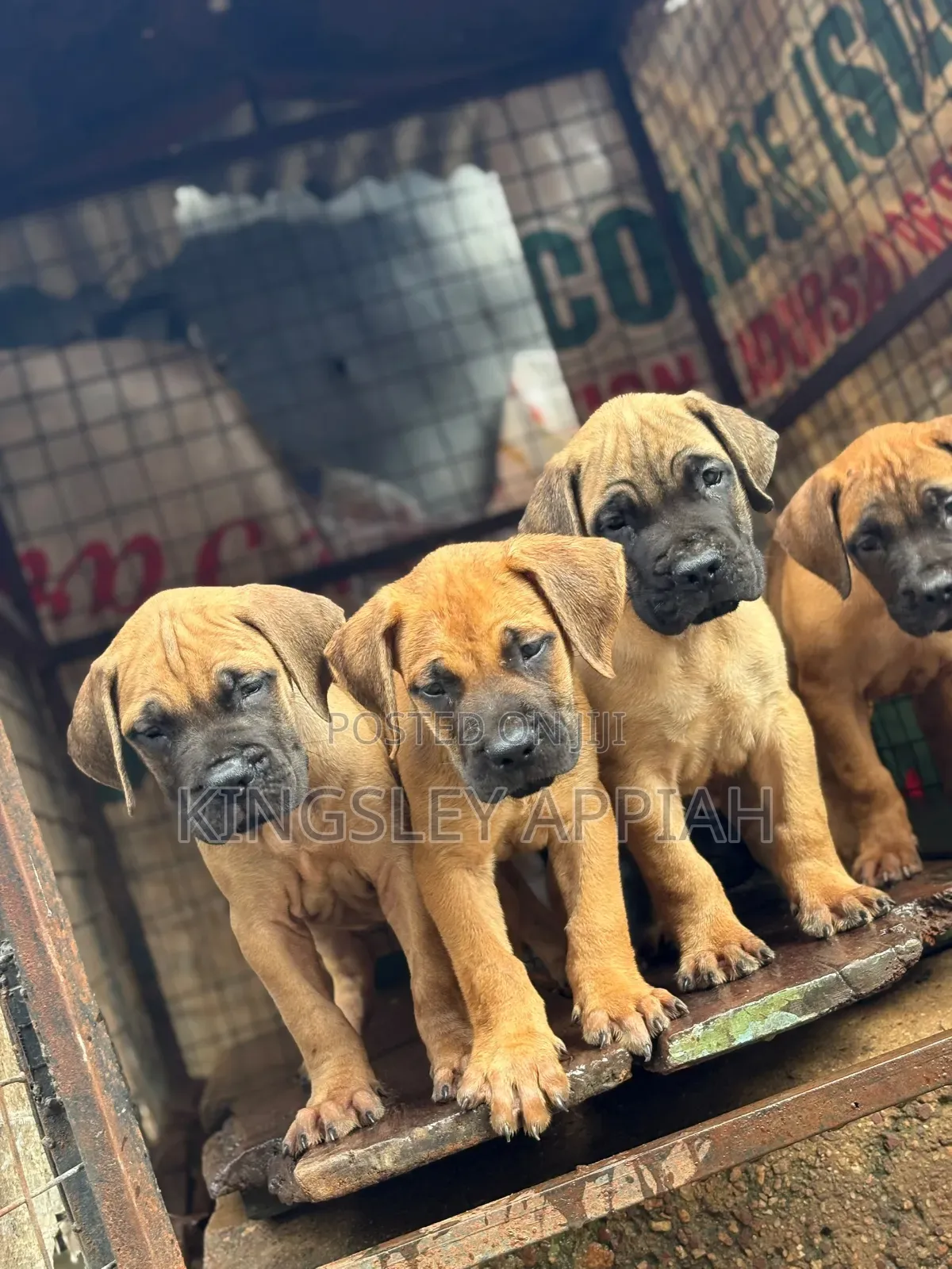 1-3 months Female Purebred Boerboel