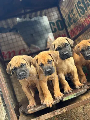 1-3 months Female Purebred Boerboel
