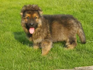 1-3 months Male Purebred German Shepherd