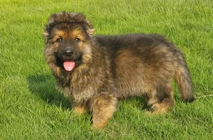 1-3 months Male Purebred German Shepherd