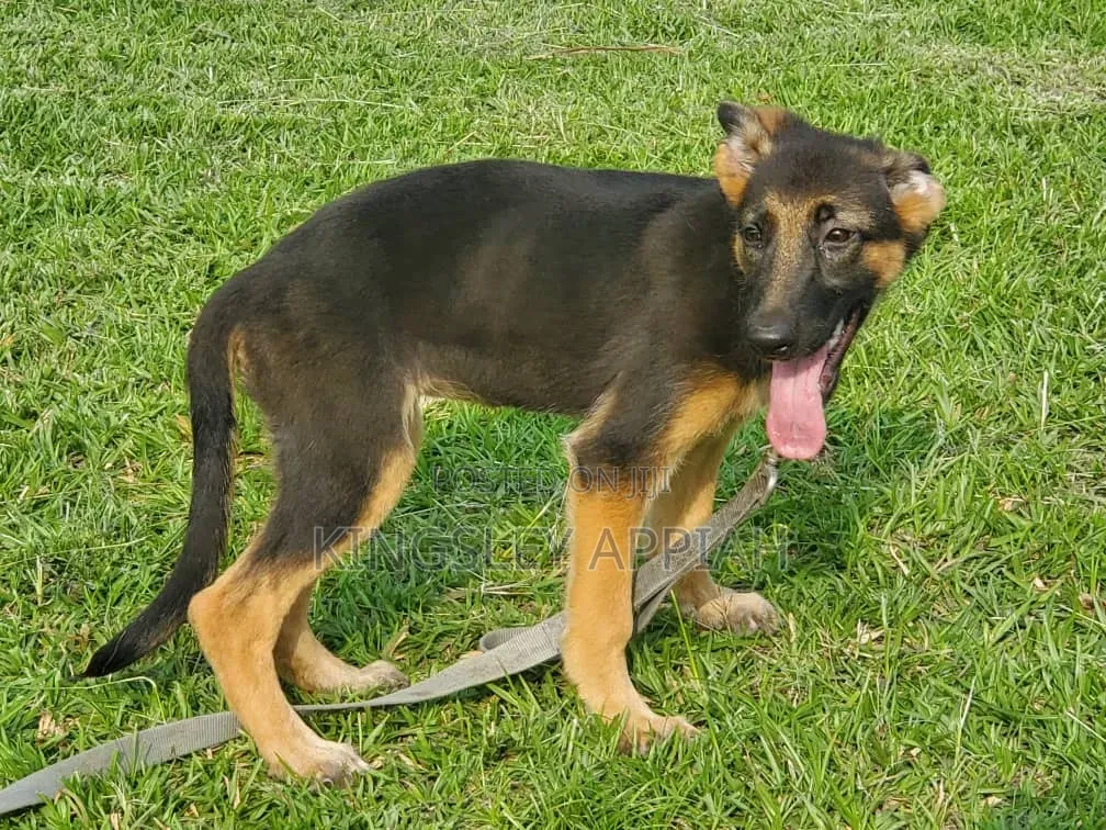 3-6 months Male Purebred German Shepherd