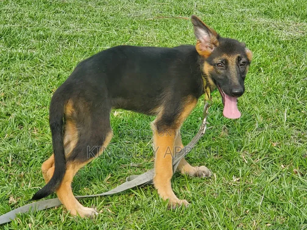 3-6 months Male Purebred German Shepherd