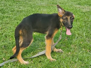 3-6 months Male Purebred German Shepherd