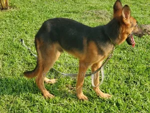 3-6 months Male Purebred German Shepherd