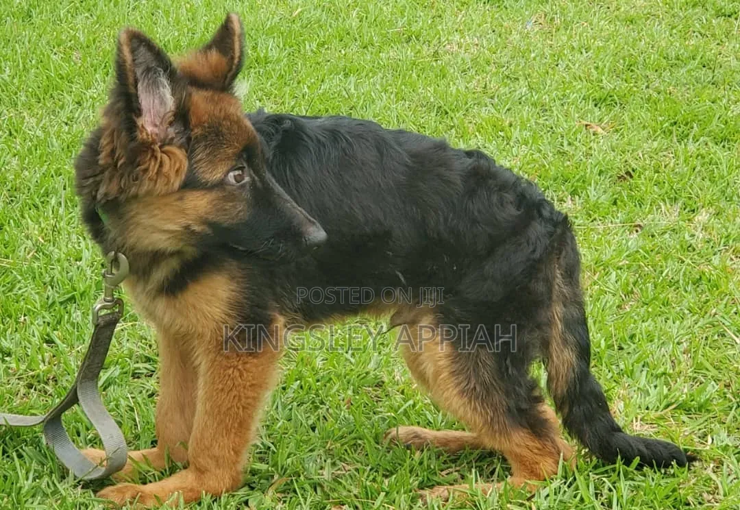 3-6 months Male Purebred German Shepherd