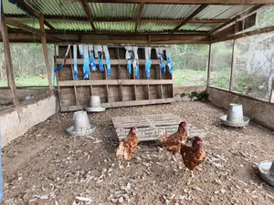 Poultry Farm Pig Farm for Sale ( 7 Acres Land)