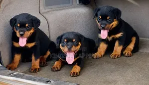 1-3 months Male Purebred Rottweiler
