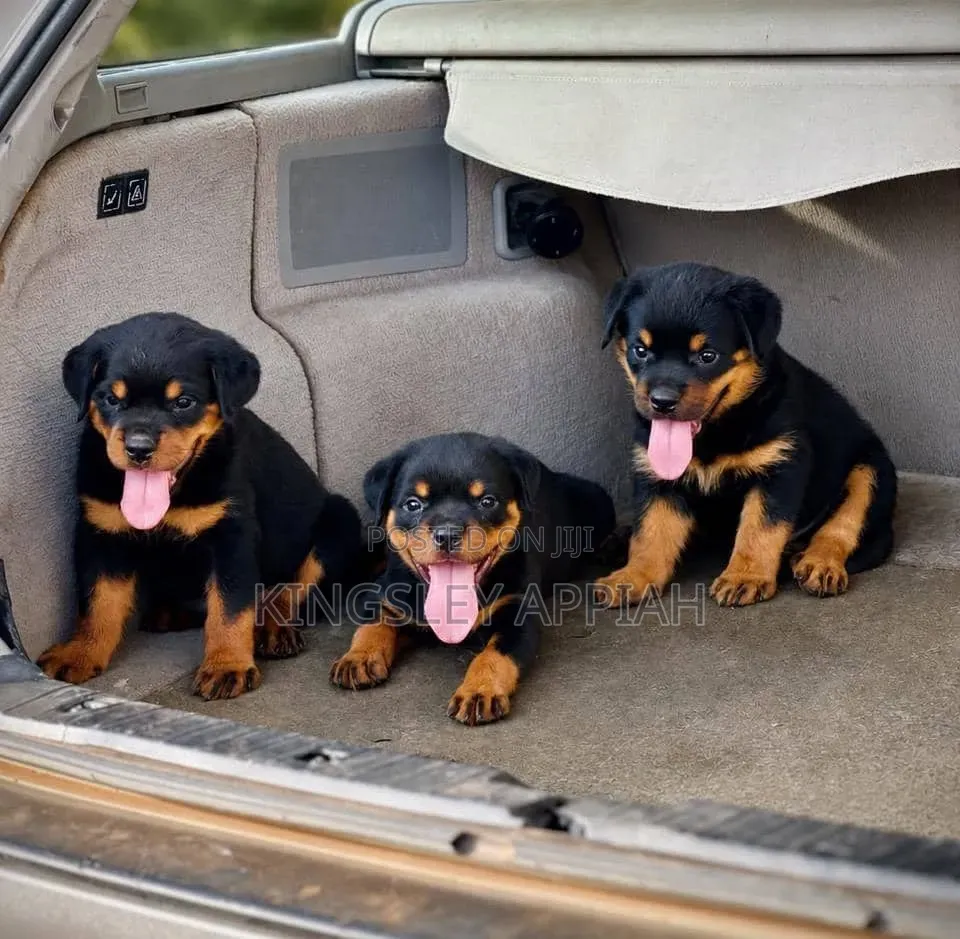1-3 months Male Purebred Rottweiler