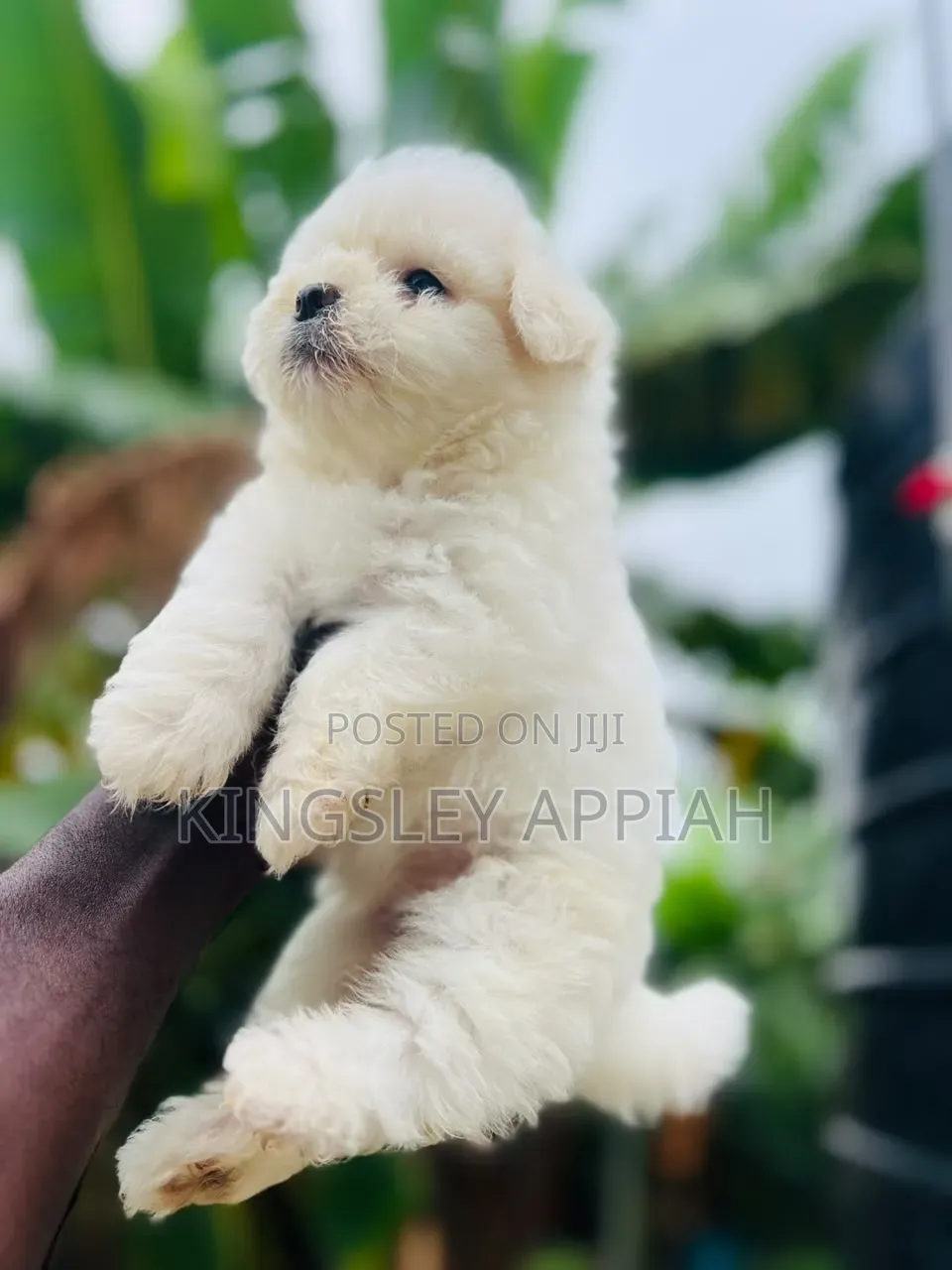 1-3 months Female Purebred Poodle