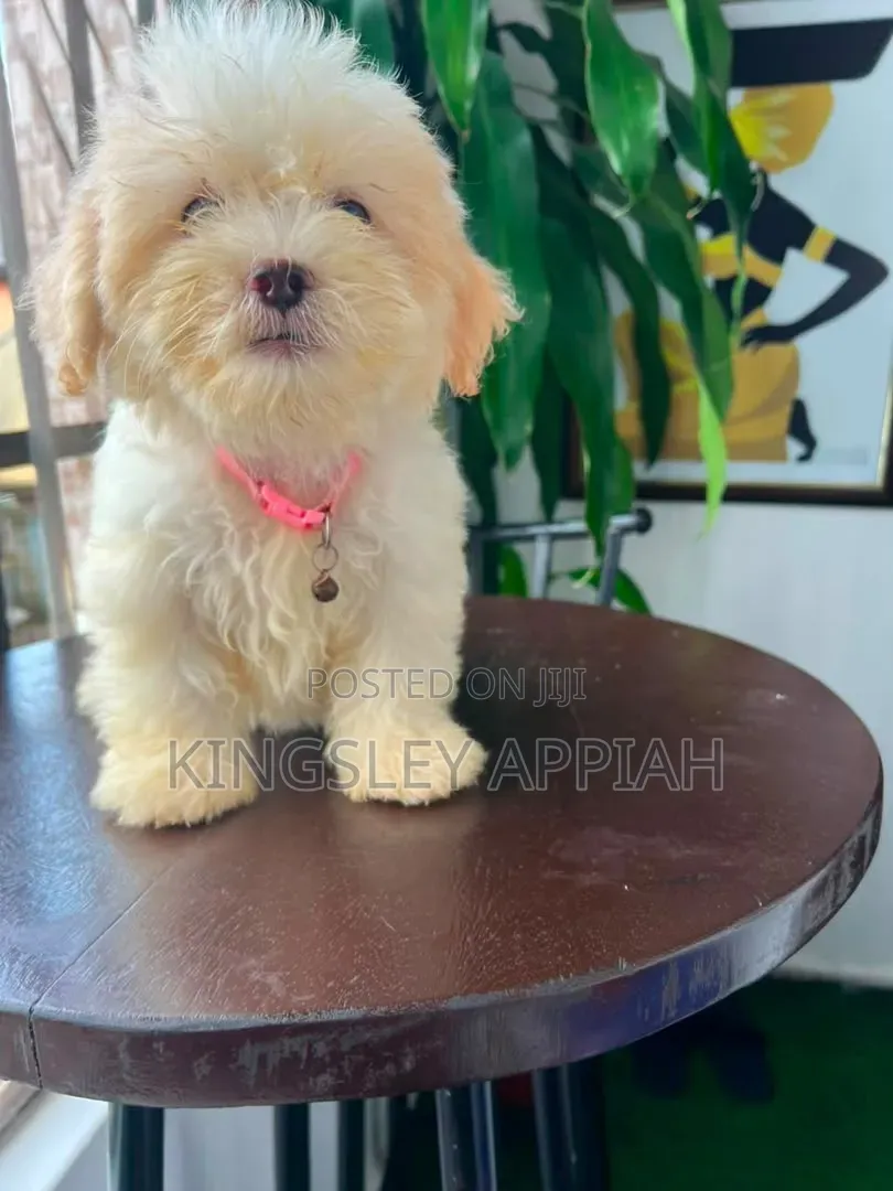 1-3 months Female Purebred Poodle