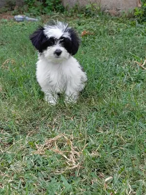 1-3 months Female Purebred Poodle