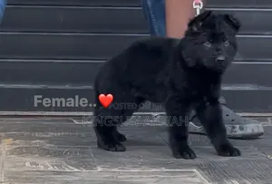 1-3 months Male Purebred German Shepherd