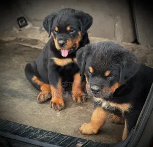 1-3 months Female Purebred Rottweiler