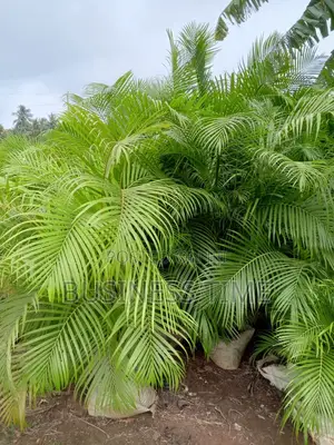 Gardening Services