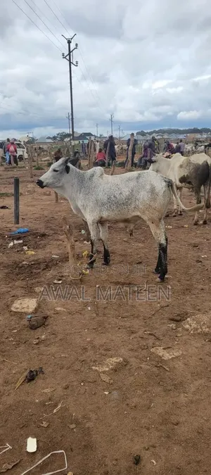 I Have Both Young and Old Cows for Affordable Price