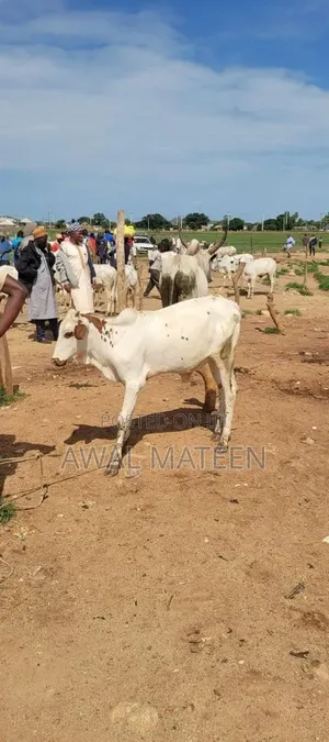 I Have Both Young and Old Cows for Affordable Price