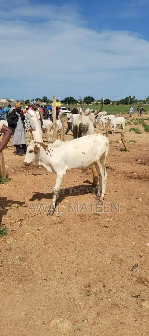 I Have Both Young and Old Cows for Affordable Price