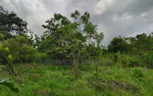 VOLTA REGION, PEKI (ADZOKOE) _ 2 Acres Mixed Farmland