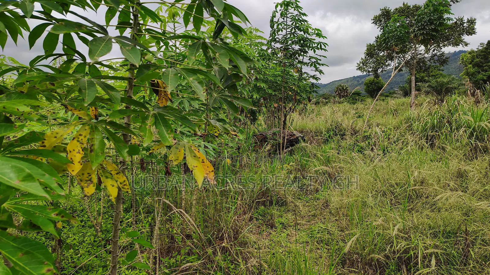 VOLTA REGION, PEKI (ADZOKOE) _ 2 Acres Mixed Farmland