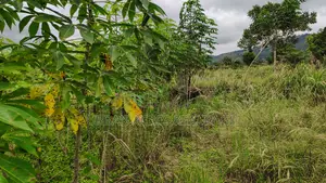 VOLTA REGION, PEKI (ADZOKOE) _ 2 Acres Mixed Farmland