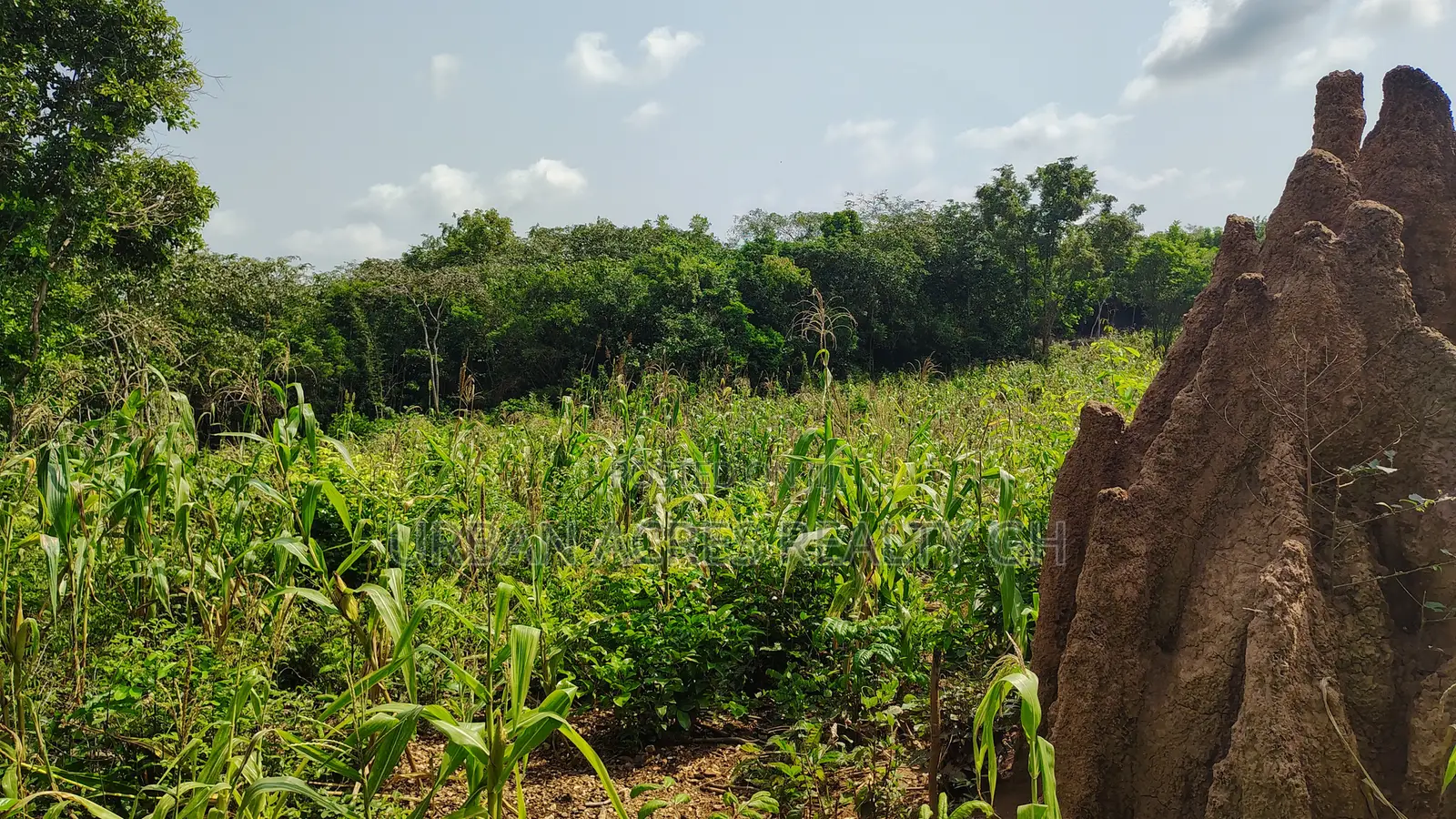 VOLTA REGION, PEKI (ADZOKOE) _ 2 Acres Mixed Farmland