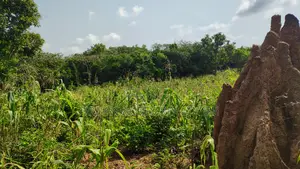 VOLTA REGION, PEKI (ADZOKOE) _ 2 Acres Mixed Farmland
