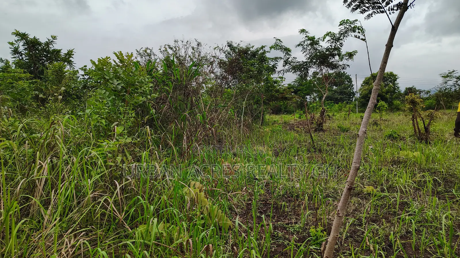 VOLTA REGION, PEKI (ADZOKOE) _ 2 Acres Mixed Farmland
