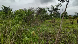 VOLTA REGION, PEKI (ADZOKOE) _ 2 Acres Mixed Farmland